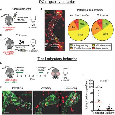 Dendritic Cells and T Cells Interact Within Murine Afferent Lymphatic Capillaries